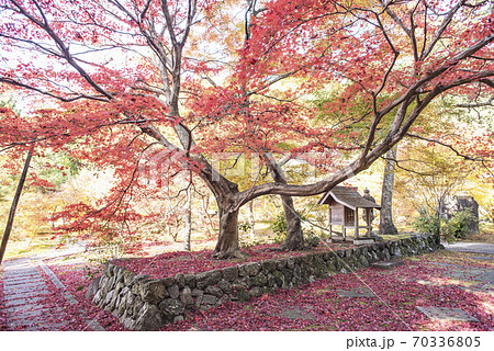 大智寺の紅葉 大智寺の紅葉 70336805