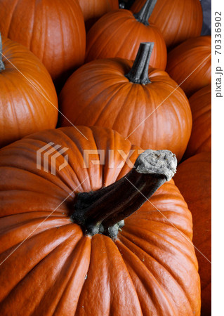 Many pumpkins background Many pumpkins background 70336902