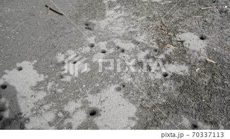 砂浜で遭遇したシオマネキガニの巣穴 砂浜で遭遇したシオマネキガニの巣穴 70337113