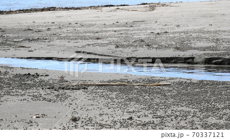 砂浜で遭遇したシオマネキガニ 70337121