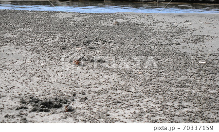 砂浜で遭遇したシオマネキガニ 砂浜で遭遇したシオマネキガニ 70337159