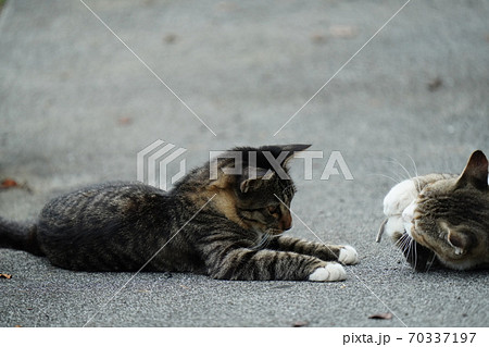 祖母と一緒になっておもちゃのネズミで遊ぶ野良猫の子猫 祖母と一緒になっておもちゃのネズミで遊ぶ野良猫の子猫 70337197