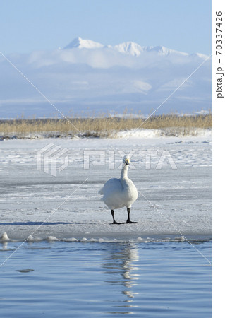 北海道　冬の涛沸湖に飛来した白鳥 70337426