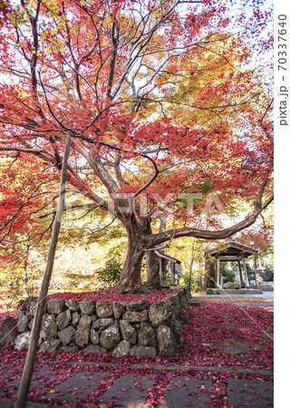 大智寺の紅葉 大智寺の紅葉 70337640