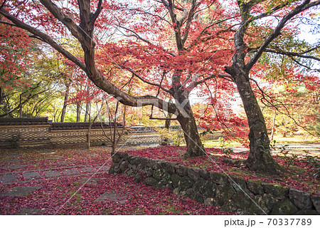 大智寺の紅葉 70337789