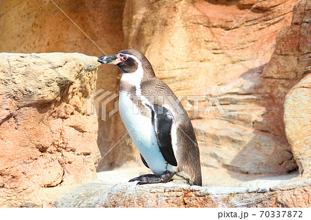フンボルトペンギン(みさき公園)/大阪府泉南郡岬町淡輪 フンボルトペンギン(みさき公園)/大阪府泉南郡岬町淡輪 70337872