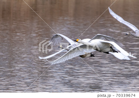 飛び立つ白鳥の群れ 飛び立つ白鳥の群れ 70339674