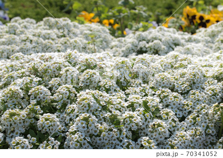 千葉木更津市の東京湾アクアラインの海ほたるpaの花壇の写真素材