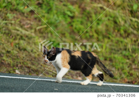 朝陽が眩しい早朝にご飯が来るまで散歩する野良猫の三毛猫メス 70341306