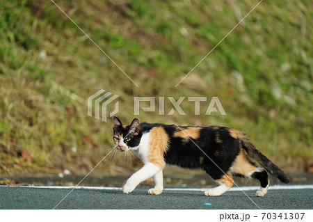 朝陽が眩しい早朝にご飯が来るまで散歩する野良猫の三毛猫メス 朝陽が眩しい早朝にご飯が来るまで散歩する野良猫の三毛猫メス 70341307