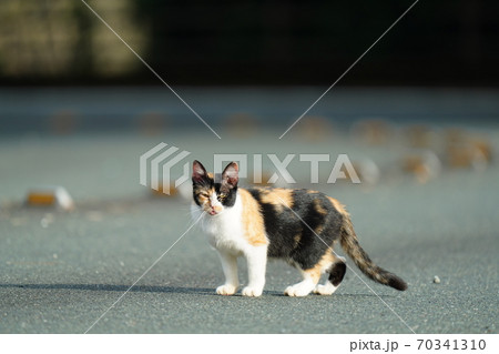 朝陽が眩しい早朝にご飯が来るまで散歩する野良猫の三毛猫メス 朝陽が眩しい早朝にご飯が来るまで散歩する野良猫の三毛猫メス 70341310