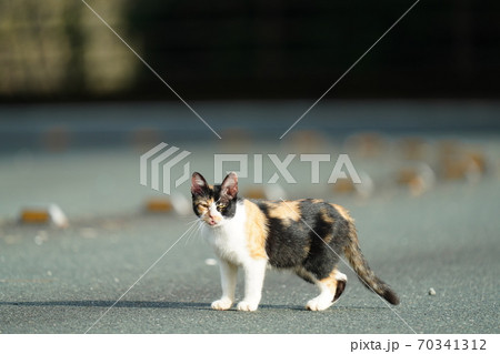 朝陽が眩しい早朝にご飯が来るまで散歩する野良猫の三毛猫メス 70341312