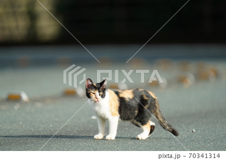 朝陽が眩しい早朝にご飯が来るまで散歩する野良猫の三毛猫メス 70341314