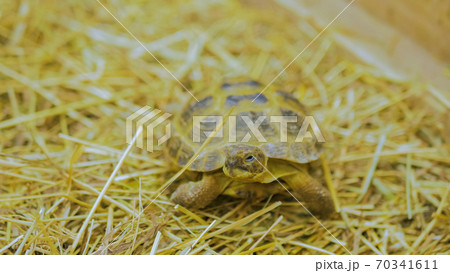 Little turtle slowly crawls forward Little turtle slowly crawls forward 70341611