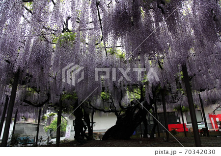 竹鼻別院のフジ 竹鼻別院のフジ 70342030