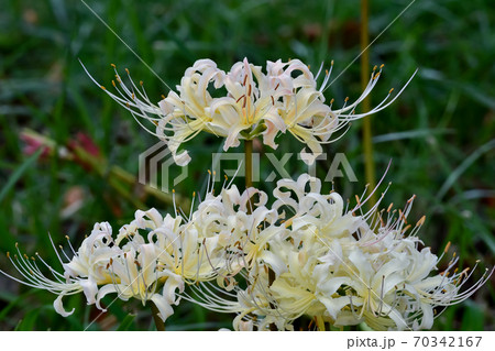 白花曼珠沙華 白花曼珠沙華 70342167
