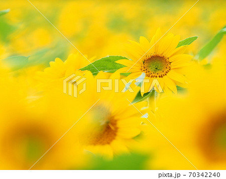 美しいひまわりの花 美しいひまわりの花 70342240