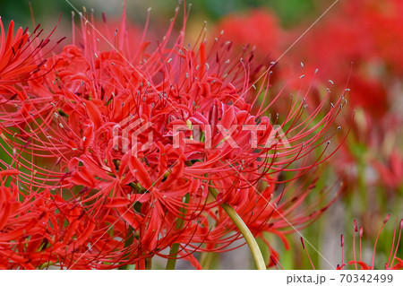 曼珠沙華 曼珠沙華 70342499