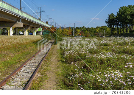 風景 安山市 秋 70343206