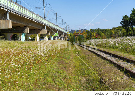 風景 花 花畑 70343220