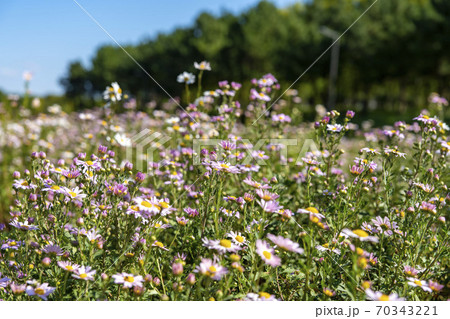 花 秋 植物 70343221