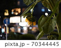 夏の終わりのひまわり 70344445