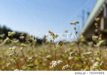 安山市 花 秋 70344968