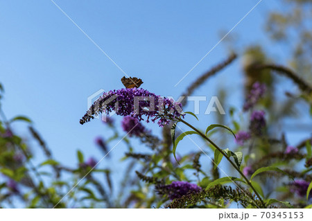 花 植物 蝶 70345153