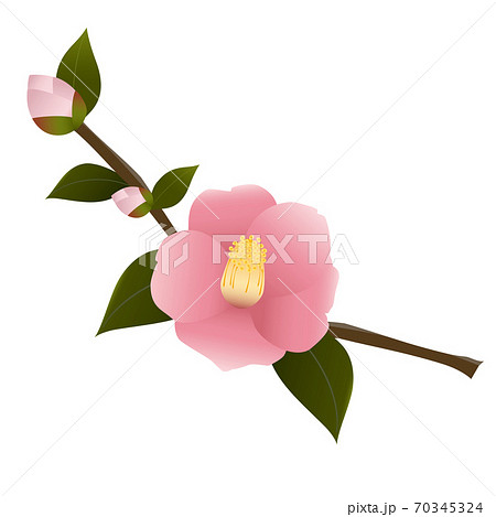 ピンクの椿の花のイラスト素材