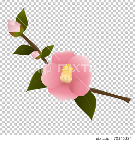 ピンクの椿の花のイラスト素材