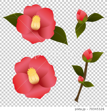 赤い椿の花セットのイラスト素材