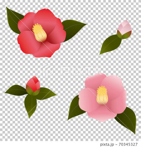 椿の花セットのイラスト素材 [70345327] - PIXTA