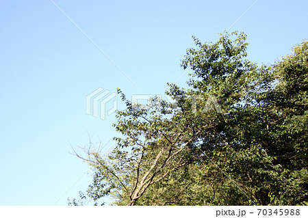 青空と緑、森林／ワーケーションでキャンプ 70345988