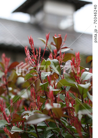 ベニカナメモチ／レッドロビン 70346240