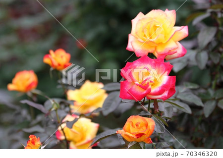 薔薇(チャールストン) 薔薇(チャールストン) 70346320