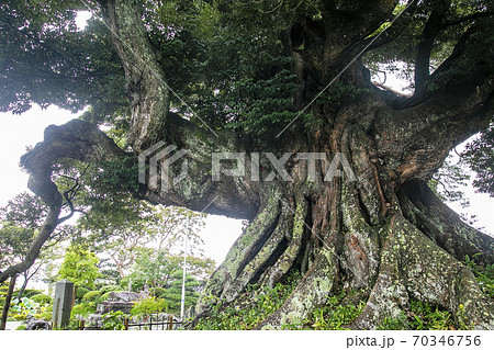シイの木 亘理町 称名寺 シイの木 亘理町 称名寺 70346756