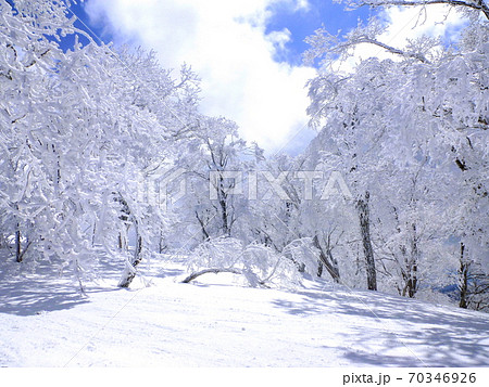 【岐阜県 飛騨市】積雪の森 70346926