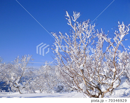 【福井県 勝山市】快晴の雪景色 70346929