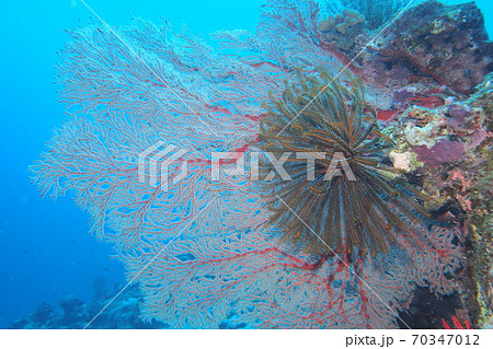 イソバナとウミシダ　沖縄の海 70347012