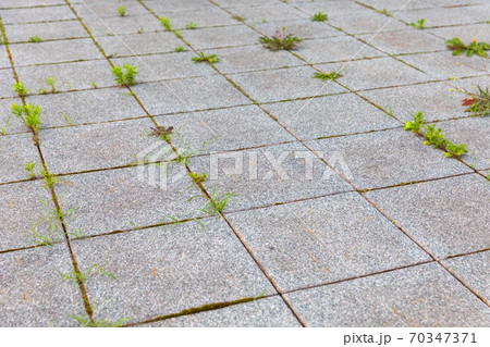VVegetation popping out from unmaintained concrete floor VVegetation popping out from unmaintained concrete floor 70347371