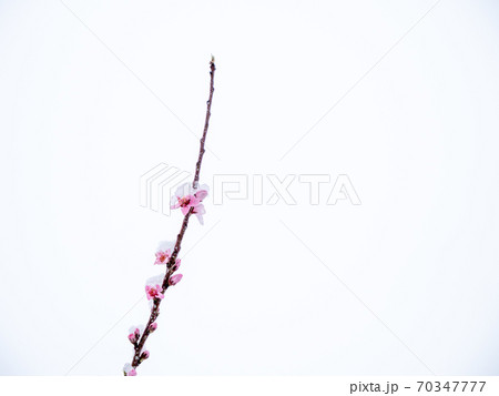 Peach flowers in bloom in the Japanese spring after a sudden and rare snowstorm 70347777