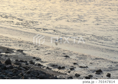 クロツラヘラサギ 海 干潟 70347814