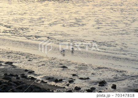 クロツラヘラサギ 海 干潟 70347818