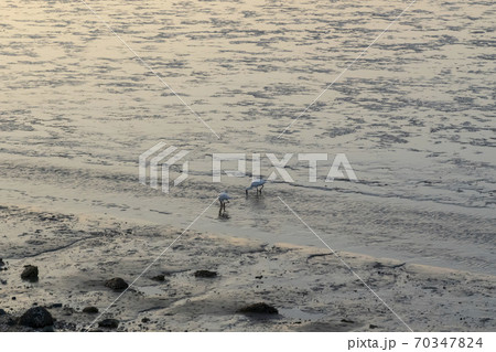 クロツラヘラサギ 海 干潟 70347824