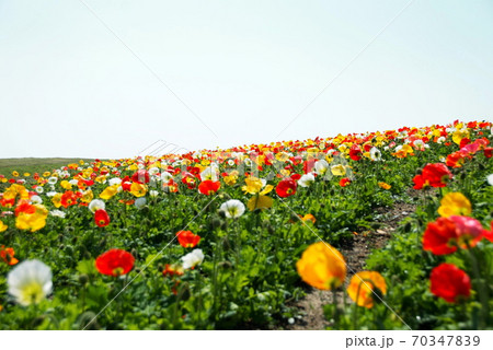【兵庫県 淡路市】アイスランドポピーをめでる 70347839