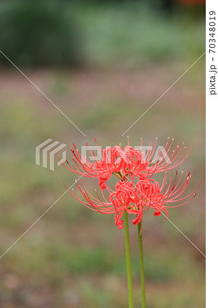 二輪のヒガンバナ　曼珠沙華 70348019