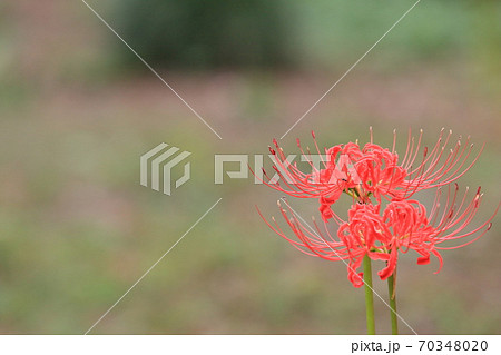 二輪のヒガンバナ　曼珠沙華 70348020