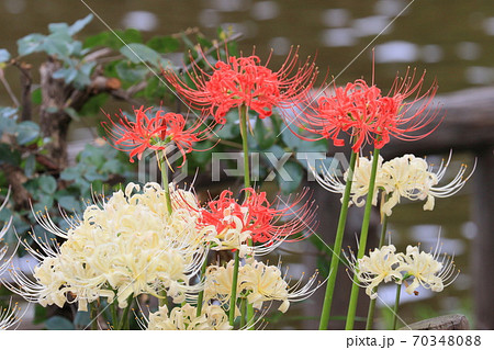 赤と白のヒガンバナ　曼珠沙華 70348088