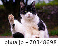 足を上げて挨拶をしているように見える地域猫 70348698