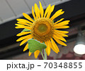 ひまわり 70348855